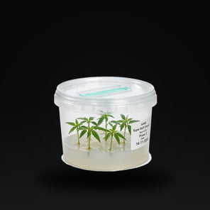 Individuelle Genetik Box ohne Set
