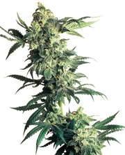 Silver Haze
