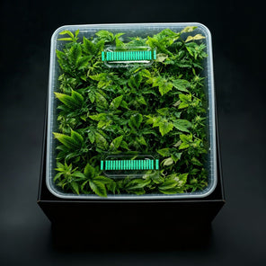 PrimeCuts Genetik-BigBox