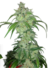 Strawberry Guava