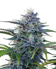 Pineapple Fruz
