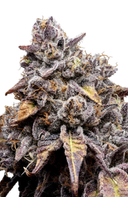 BananaConda #4