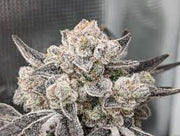 Cap Junky