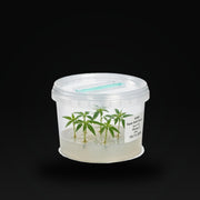 Individuelle Genetik Box ohne Set